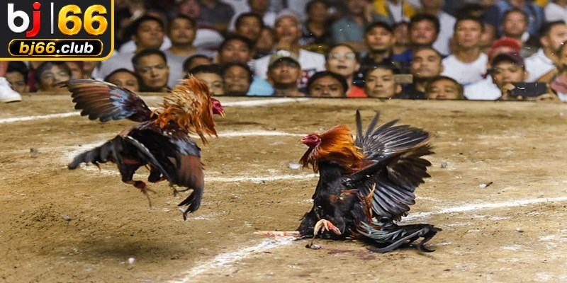Hướng dẫn mẹo chọn chiến kê đá gà cựa dao chuẩn chuyên gia